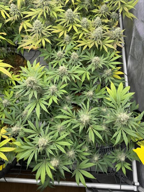 2026 1st Grow: Mix Grape Field. Week 13 - Gelato