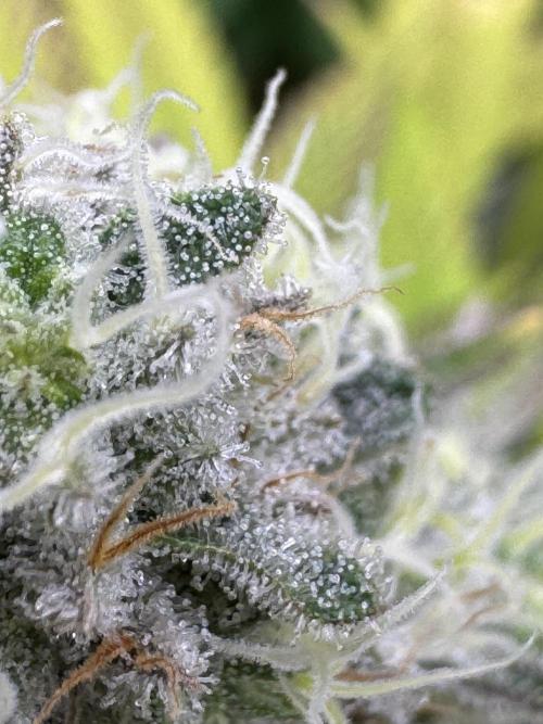 2026 1st Grow: Mix Grape Field. Week 13 - Planet of the Grapes Close