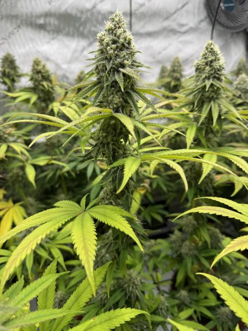 2026 1st Grow: Mix Grape Field. Week 13 - Planet of the Grapes Side