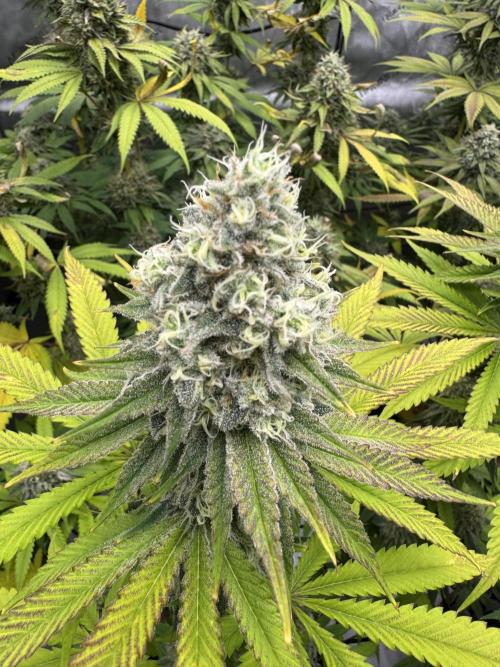 2026 1st Grow: Mix Grape Field. Week 13 - Planet of the Grapes Top