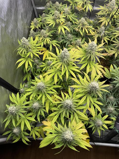 2026 1st Grow: Mix Grape Field. Week 13 - Planet of the Grapes