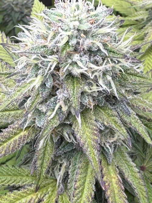 2026 1st Grow: Mix Grape Field. Week 13 - Starkiller x Grape Soda Close