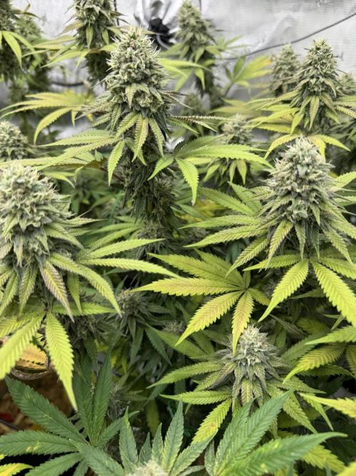 2026 1st Grow: Mix Grape Field. Week 13 - Starkiller x Grape Soda Side