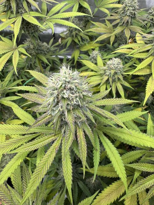 2026 1st Grow: Mix Grape Field. Week 13 - Starkiller x Grape Soda Top