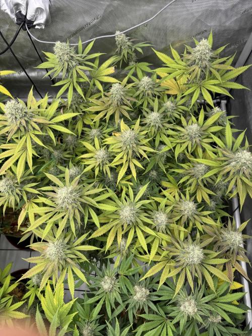2026 1st Grow: Mix Grape Field. Week 13 - Starkiller x Grape Soda