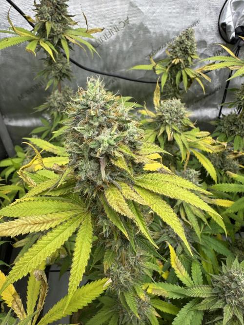 2026 1st Grow: Mix Grape Field. Week 14 - Dripz Close