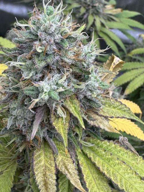 2026 1st Grow: Mix Grape Field. Week 14 - Dripz Closer