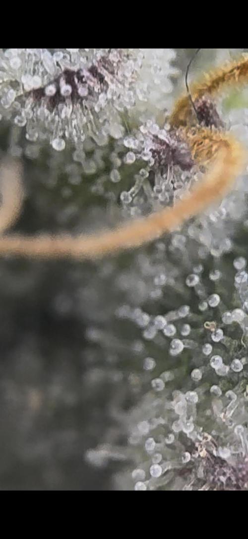 2026 1st Grow: Mix Grape Field. Week 14 - Dripz Micro