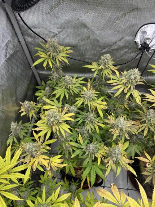 2026 1st Grow: Mix Grape Field. Week 14 - Dripz