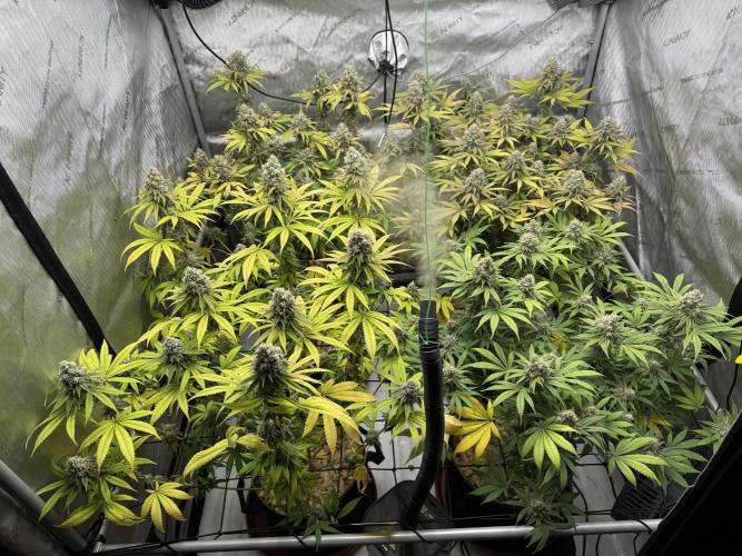 2026 1st Grow: Mix Grape Field. Week 14 - End of 8th Week Flowering