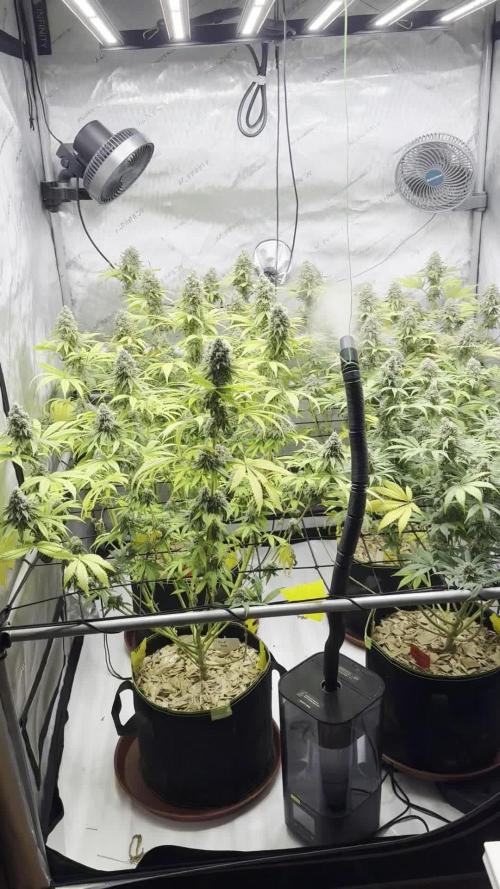 2026 1st Grow: Mix Grape Field