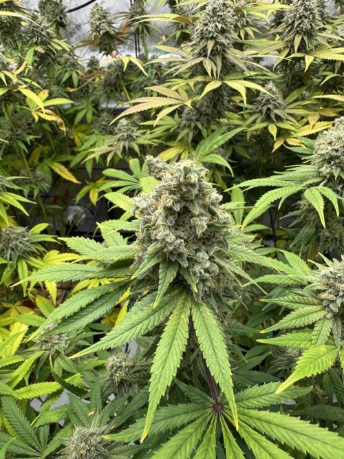 2026 1st Grow: Mix Grape Field. Week 14 - Gelato Close