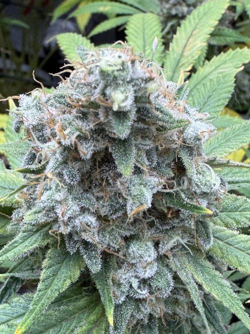 2026 1st Grow: Mix Grape Field. Week 14 - Gelato Closer