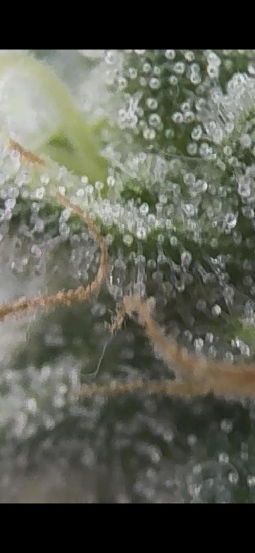 2026 1st Grow: Mix Grape Field. Week 14 - Gelato Micro