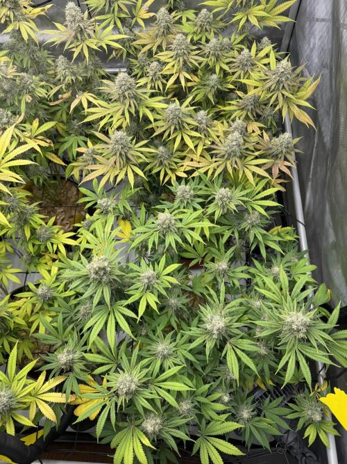2026 1st Grow: Mix Grape Field. Week 14 - Gelato