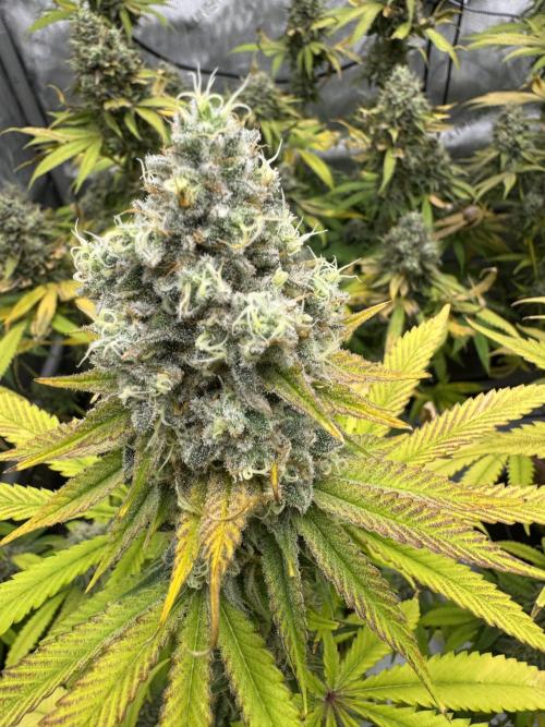2026 1st Grow: Mix Grape Field. Week 14 - Planet of the Grapes Close