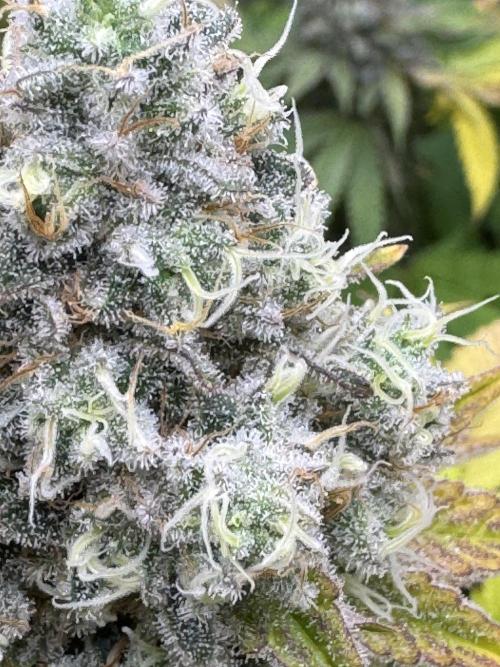 2026 1st Grow: Mix Grape Field. Week 14 - Planet of the Grapes Closer