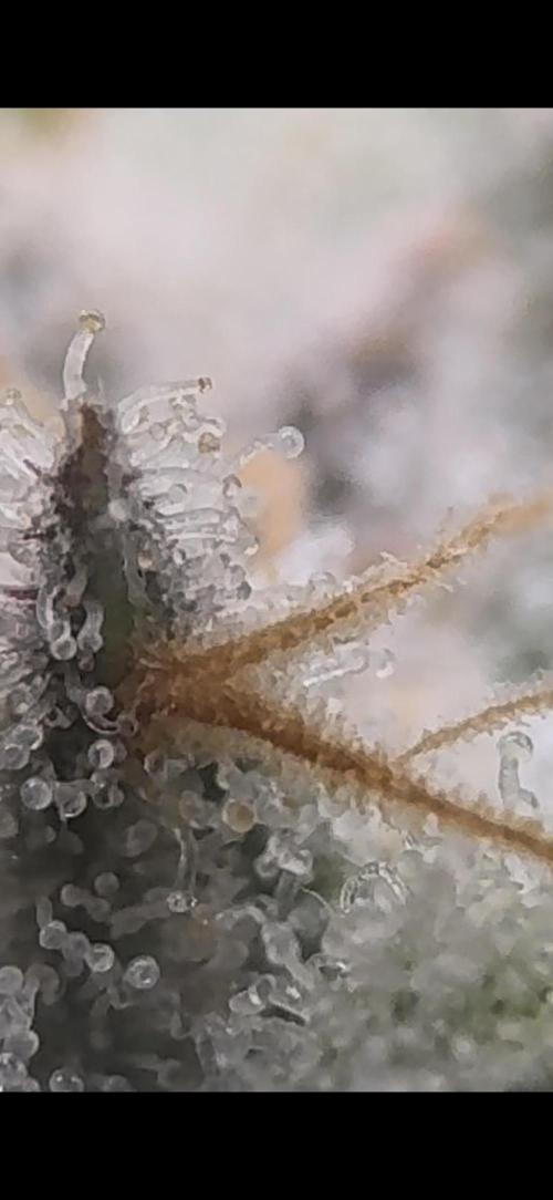2026 1st Grow: Mix Grape Field. Week 14 - Planet of the Grapes Micro