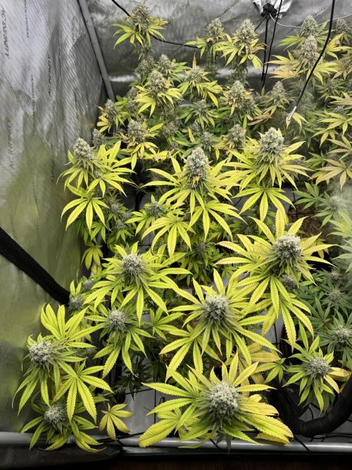 2026 1st Grow: Mix Grape Field. Week 14 - Planet of the Grapes