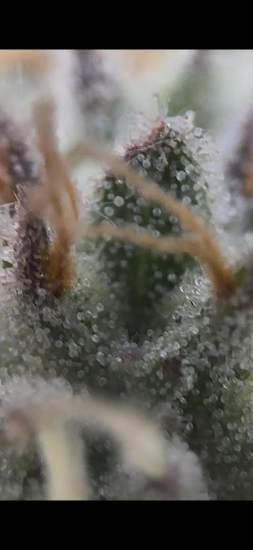 2026 1st Grow: Mix Grape Field. Week 14 - Starkiller x Grape Soda Micro