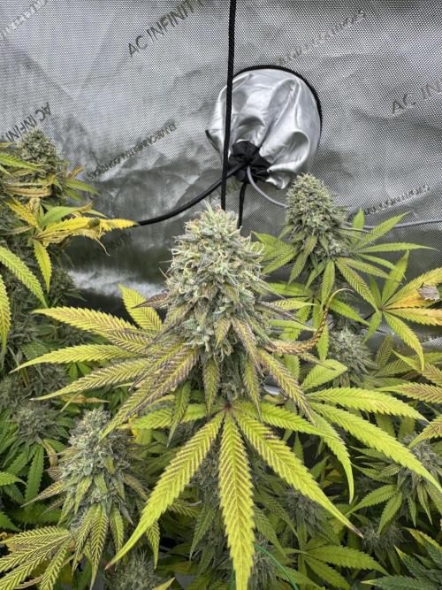 2026 1st Grow: Mix Grape Field. Week 14 - Starkiller x Grape Soda Close