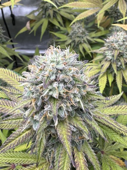 2026 1st Grow: Mix Grape Field. Week 14 - Starkiller x Grape Soda Closer