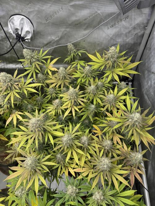 2026 1st Grow: Mix Grape Field. Week 14 - Starkiller x Grape Soda