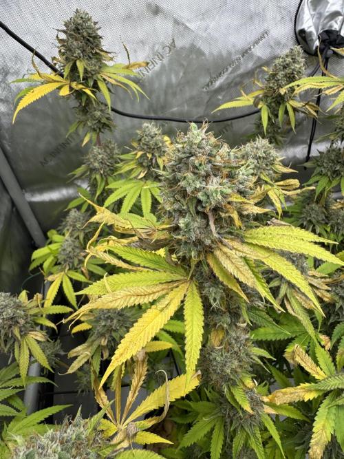 2026 1st Grow: Mix Grape Field. Week 15 - Dripz Close