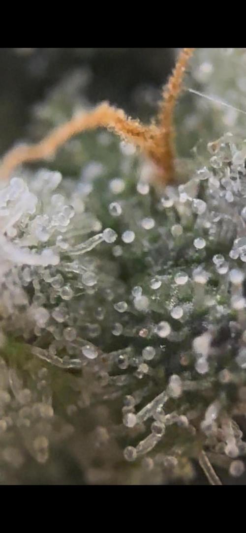 2026 1st Grow: Mix Grape Field. Week 15 - Dripz Closer