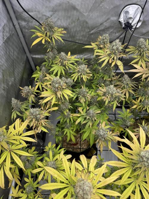 2026 1st Grow: Mix Grape Field. Week 15 - Dripz