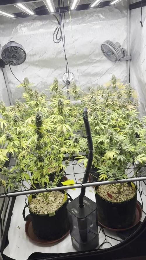 2026 1st Grow: Mix Grape Field