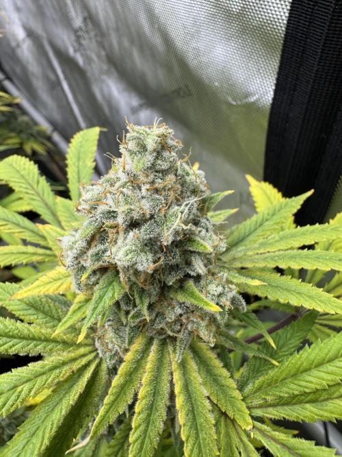 2026 1st Grow: Mix Grape Field. Week 15 - Gelato Close