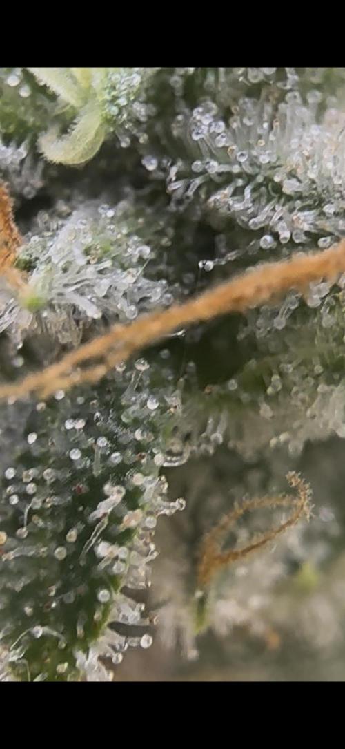 2026 1st Grow: Mix Grape Field. Week 15 - Gelato Closer
