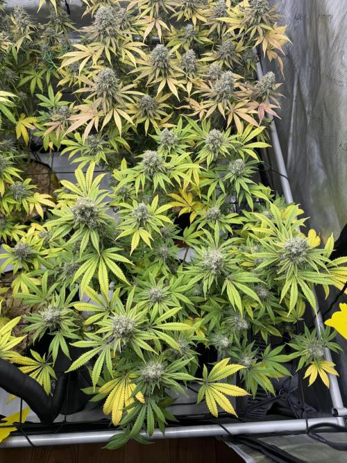 2026 1st Grow: Mix Grape Field. Week 15 - Gelato