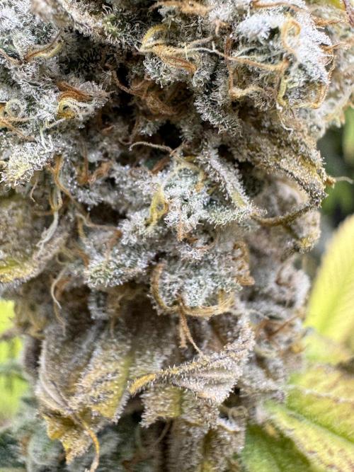 2026 1st Grow: Mix Grape Field. Week 15 - Planet of the Grapes Bud Rot Suspicion