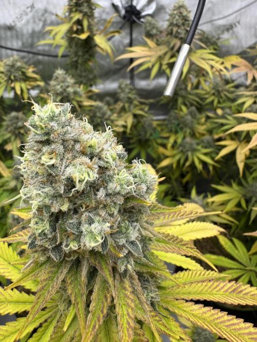 2026 1st Grow: Mix Grape Field. Week 15 - Planet of the Grapes Close