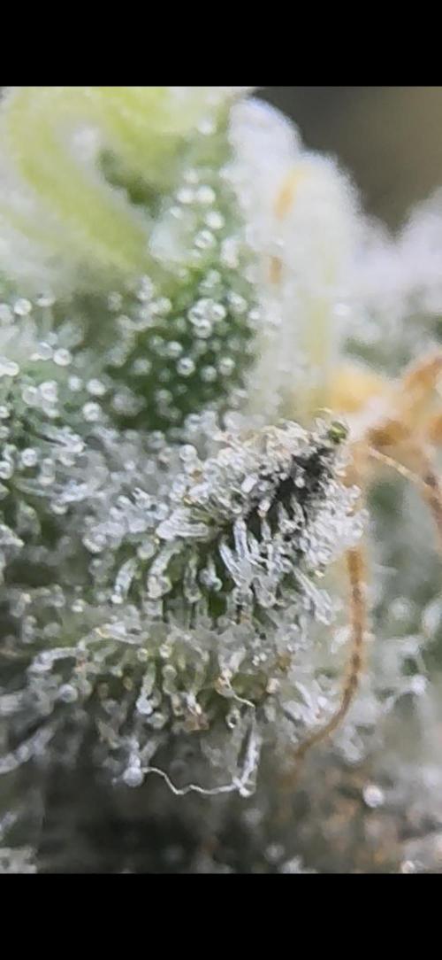 2026 1st Grow: Mix Grape Field. Week 15 - Planet of the Grapes Closer