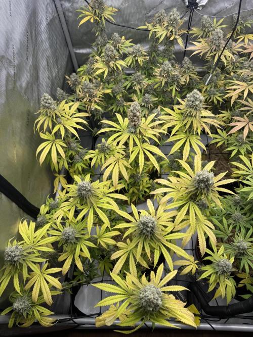 2026 1st Grow: Mix Grape Field. Week 15 - Planet of the Grapes Close