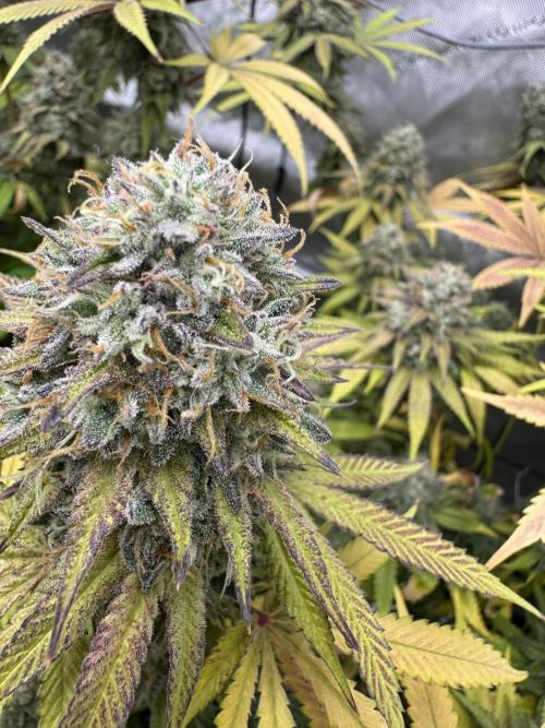 2026 1st Grow: Mix Grape Field. Week 15 - Starkiller x Grape Soda Close