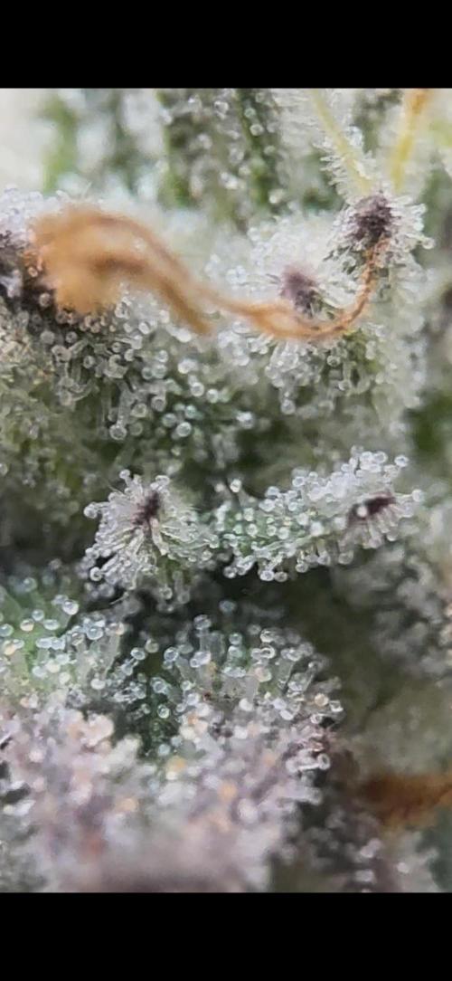 2026 1st Grow: Mix Grape Field. Week 15 - Starkiller x Grape Soda Closer