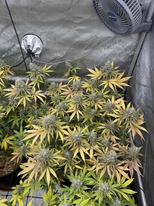 2026 1st Grow: Mix Grape Field. Week 15 - Starkiller x Grape Soda
