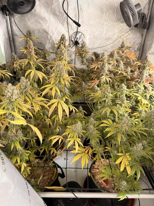 2026 1st Grow: Mix Grape Field. Week 15 - End of 9th Week Flowering - Harvest Day