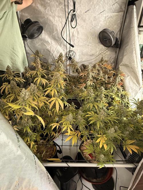2026 1st Grow: Mix Grape Field. Week 15 - End of 9th Week Flowering - Harvest Day