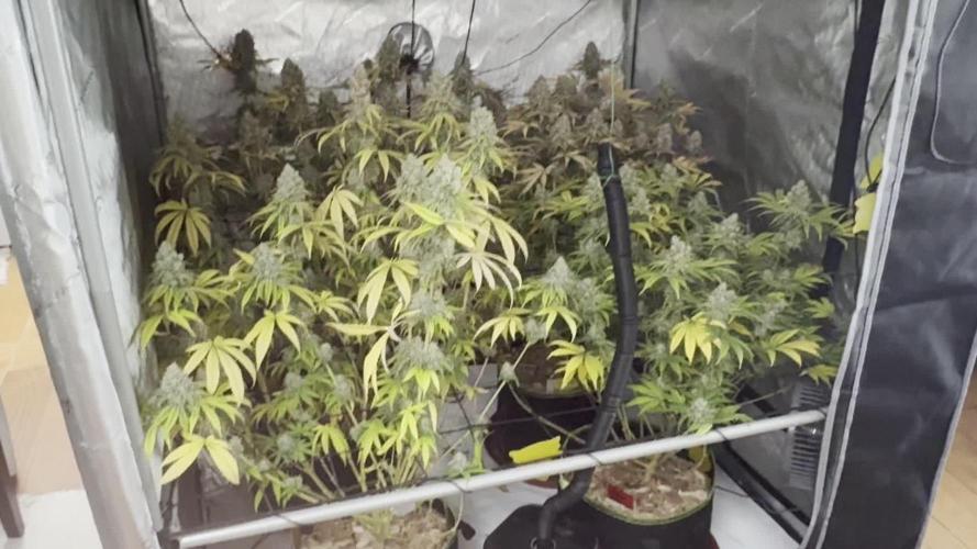 2026 1st Grow: Mix Grape Field