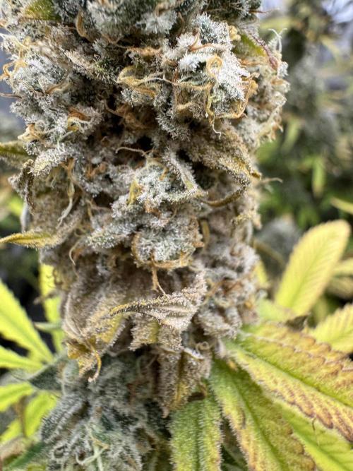 2026 1st Grow: Mix Grape Field. Week 16 - Potential Bud Rot