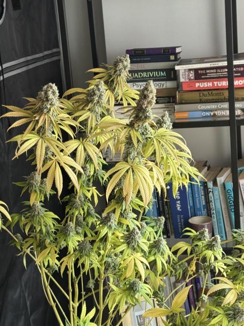 2026 1st Grow: Mix Grape Field. Week 16 - Planet of the Grapes Harvest Day