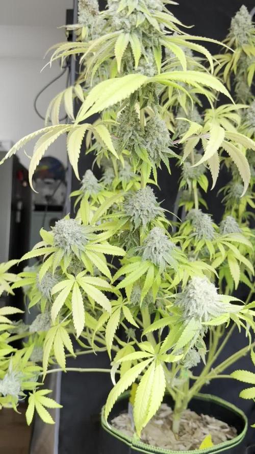 2026 1st Grow: Mix Grape Field