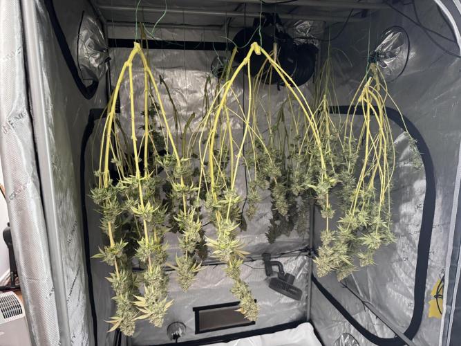 2026 1st Grow: Mix Grape Field. Week 16 - End of the Harvest Day