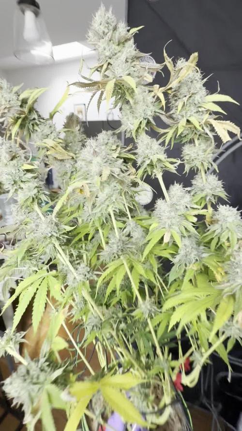 2026 1st Grow: Mix Grape Field