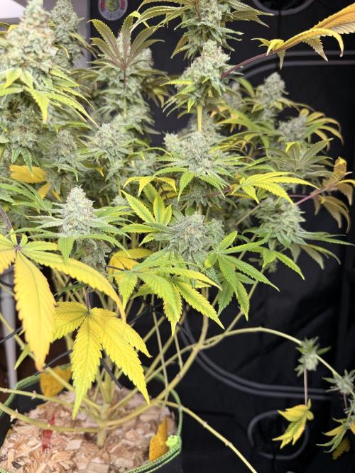 2026 1st Grow: Mix Grape Field. Week 16 - Gelato Harvest Day